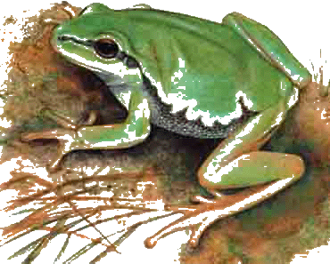 Rana verde